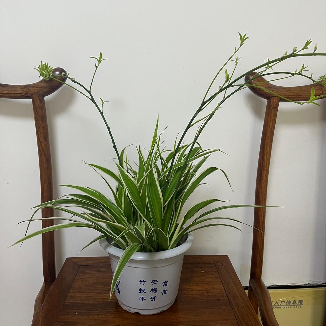 大富采耳馆（津保路店）