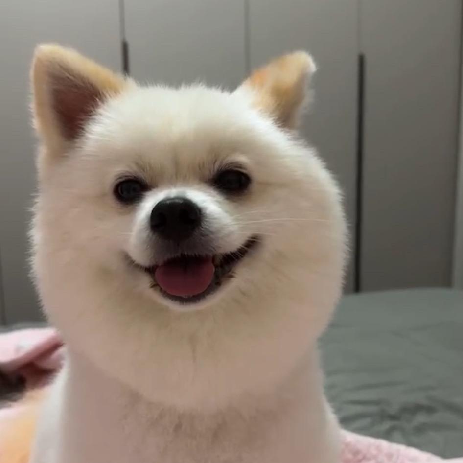 球宝是只小博美呀