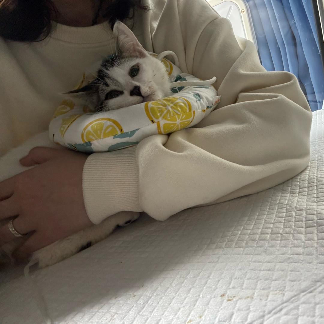 顶顶vlog