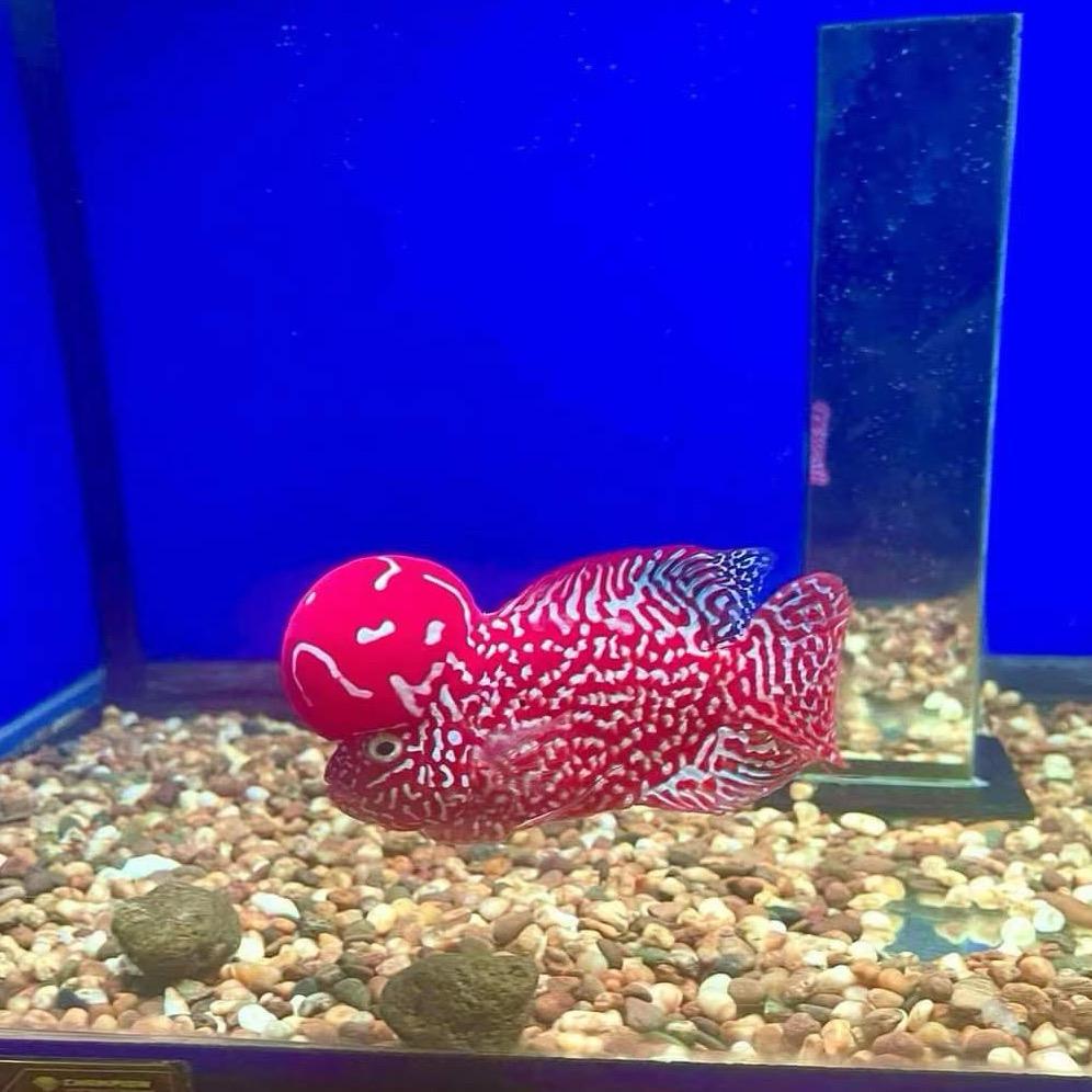 罗华渔场精品罗汉鱼