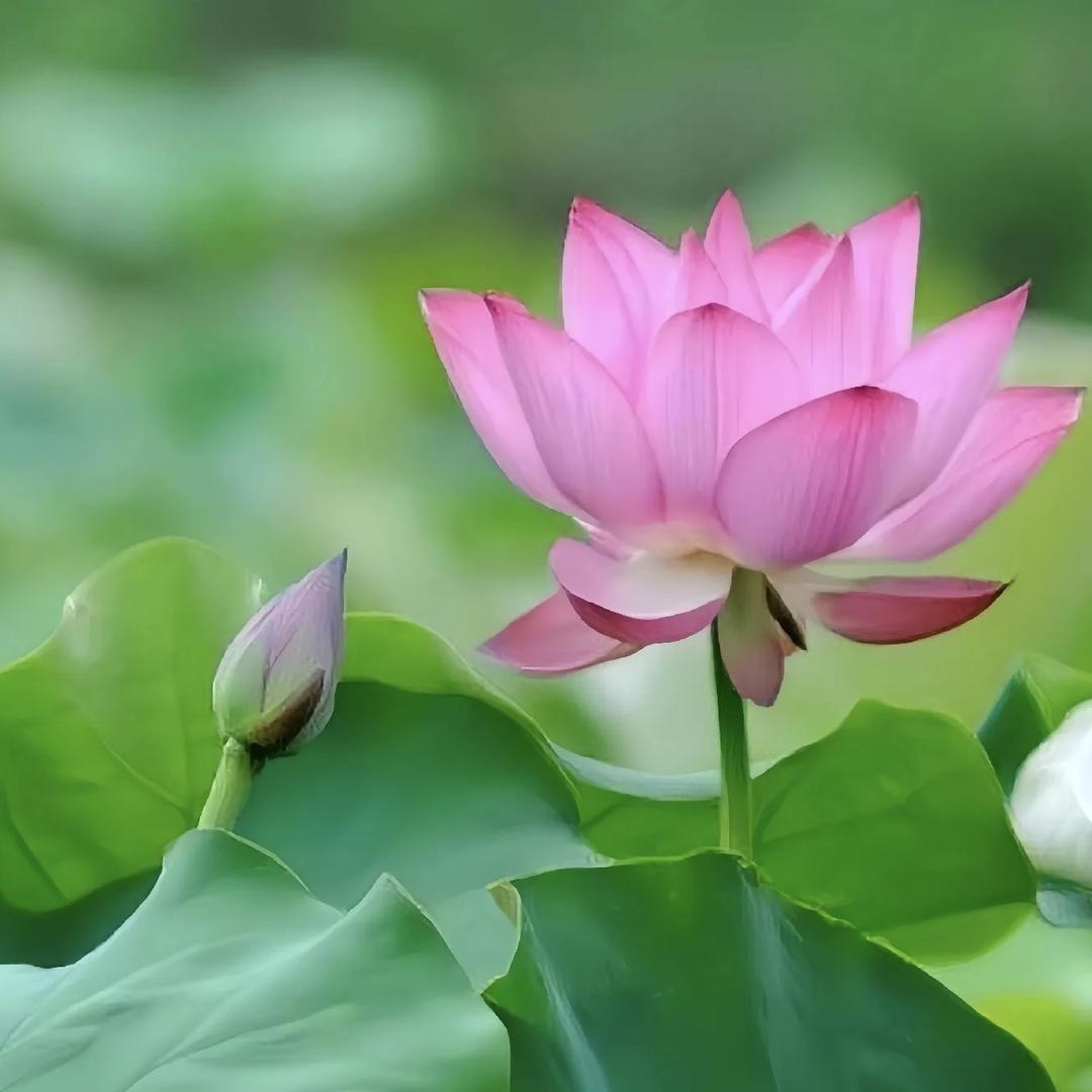 微山湖助农优选钟阿瑞