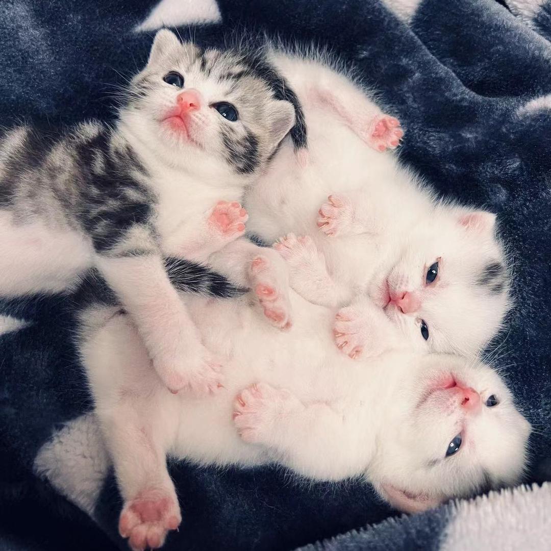 贝克街的贪吃猫