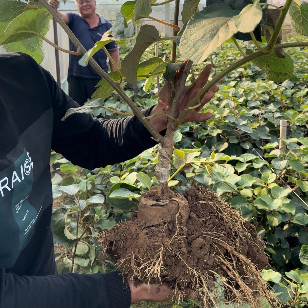 ticify有燕苗木果树苗木专卖店