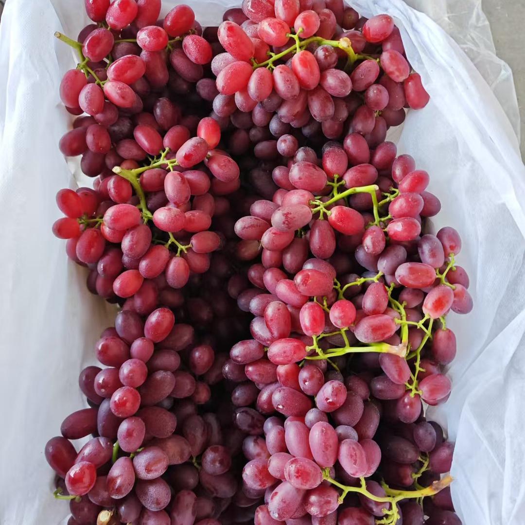 崔三葡萄专供（超市供货）