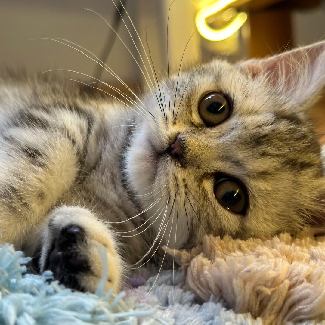 一团小猫只（猫爬架版）