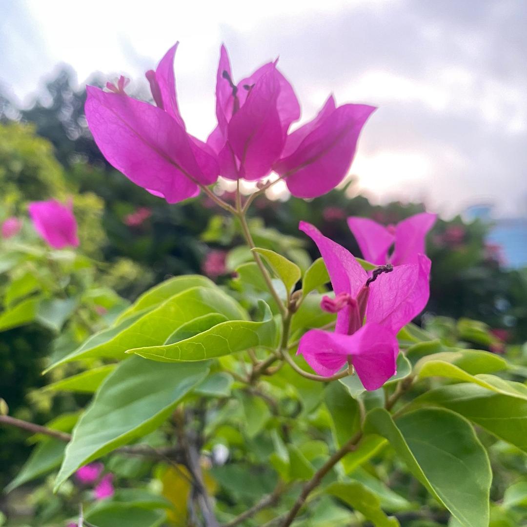 漳州闽龙三角梅花卉