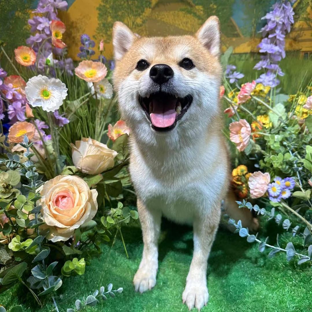 ฅʕ•̫͡•ʔฅ