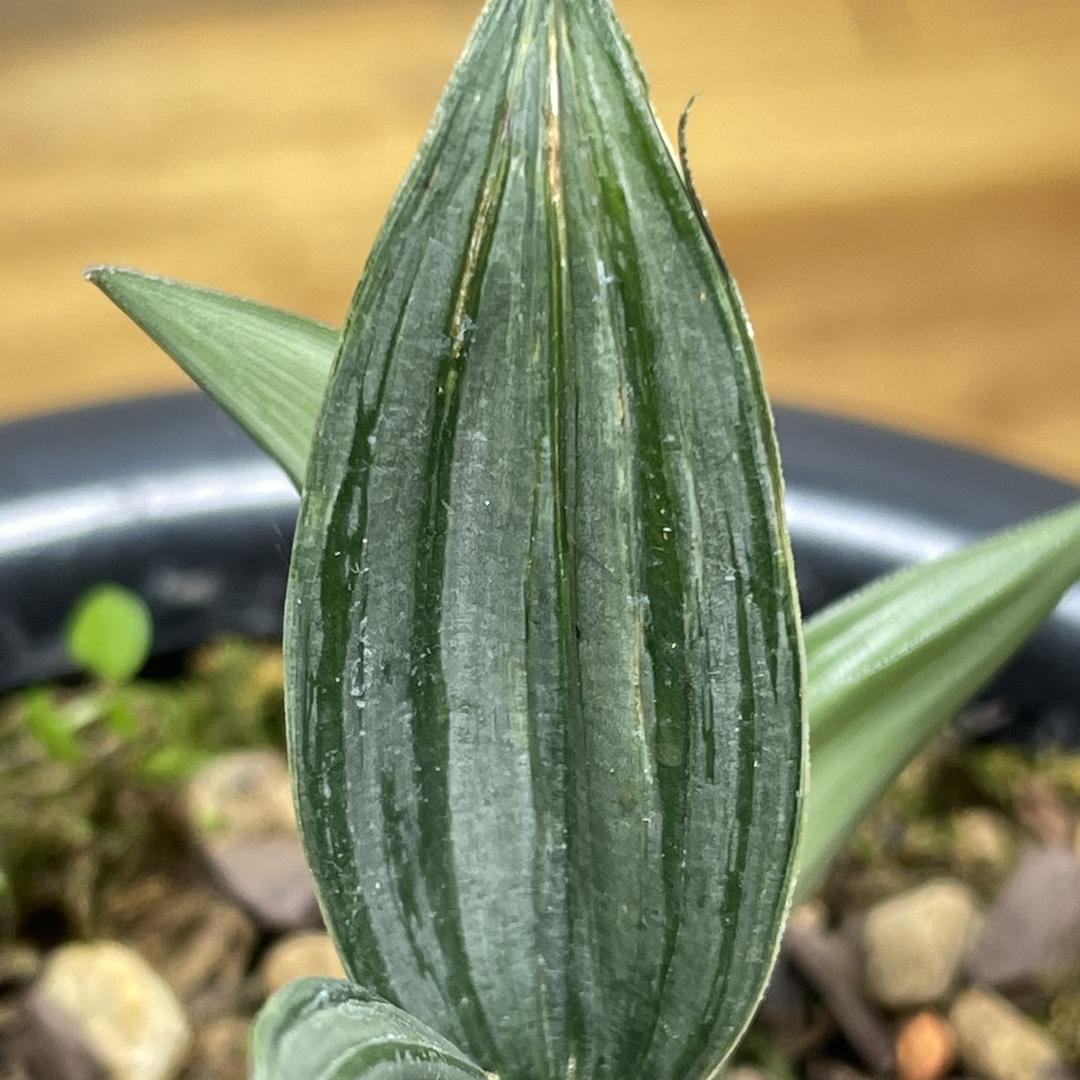 土鸡小妹农品小铺