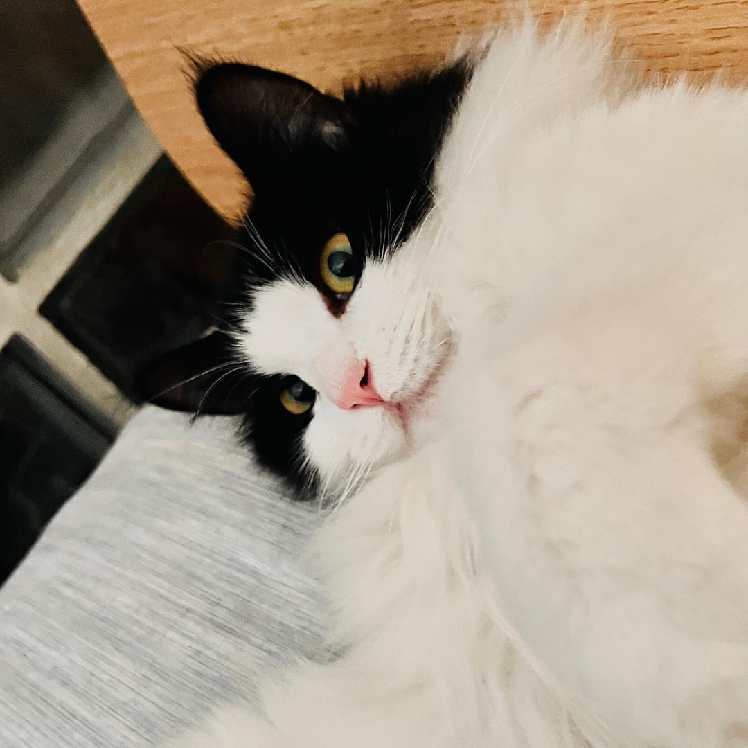 KK有只猫