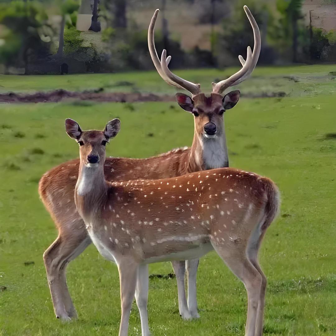 九品鹿业滋补店
