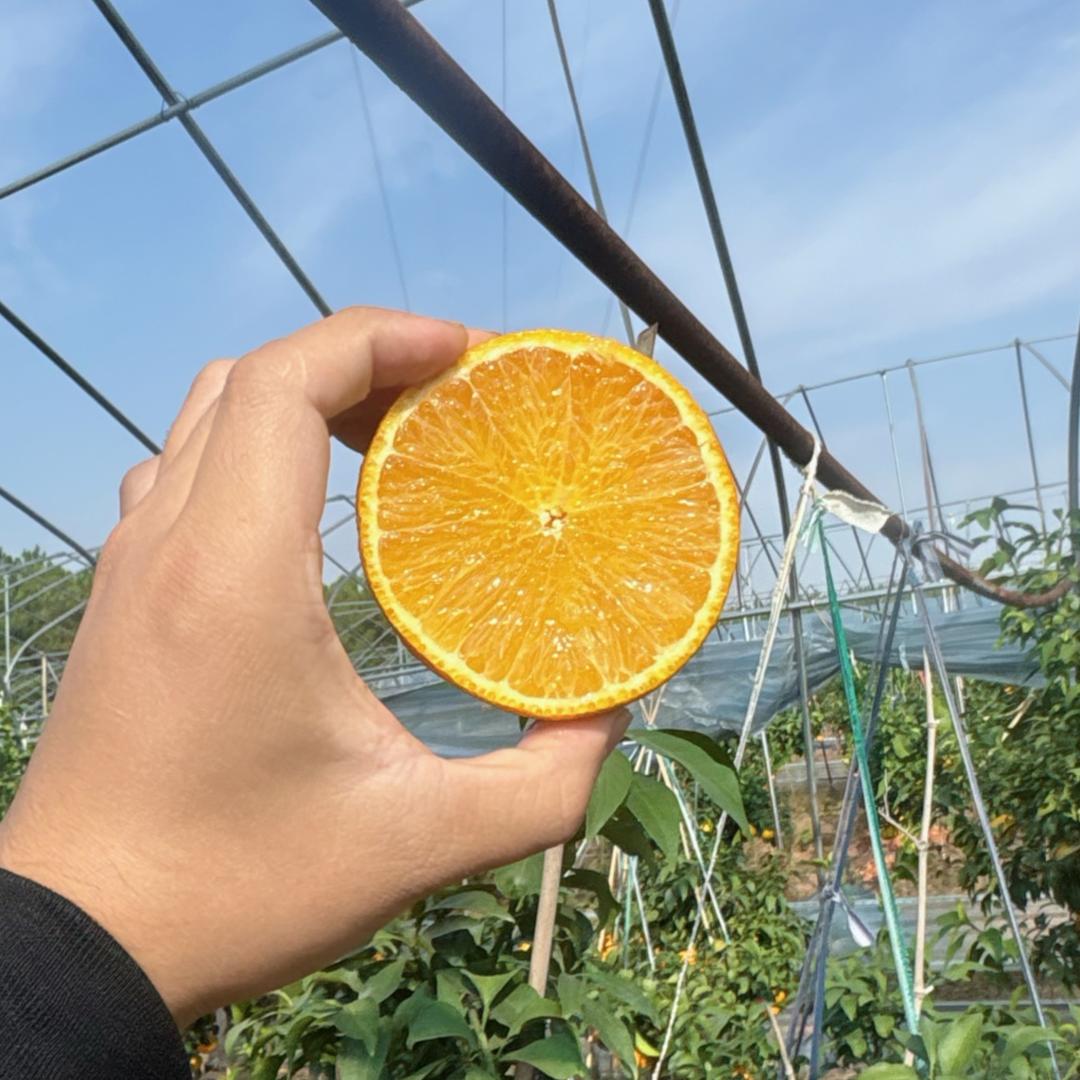 大杨【臻选优品】