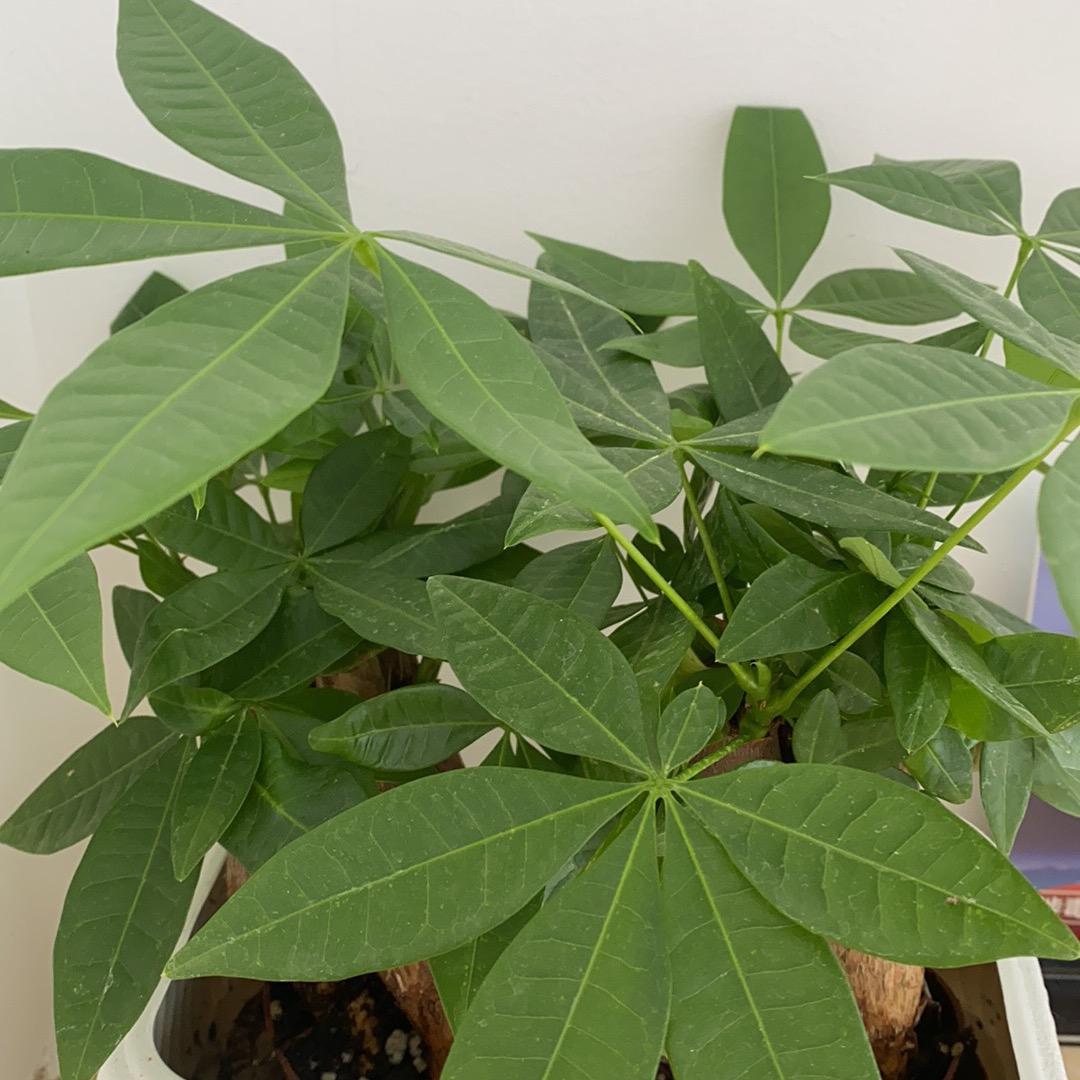 闲林儒颜堂-肉丝