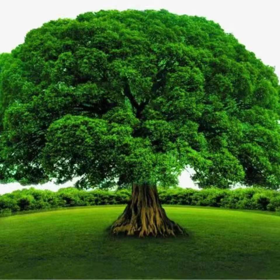 卡诺亚定制家居