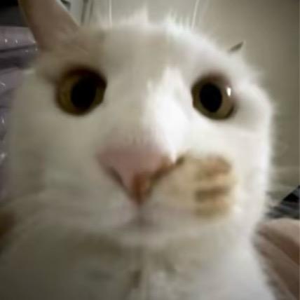 白狗王子