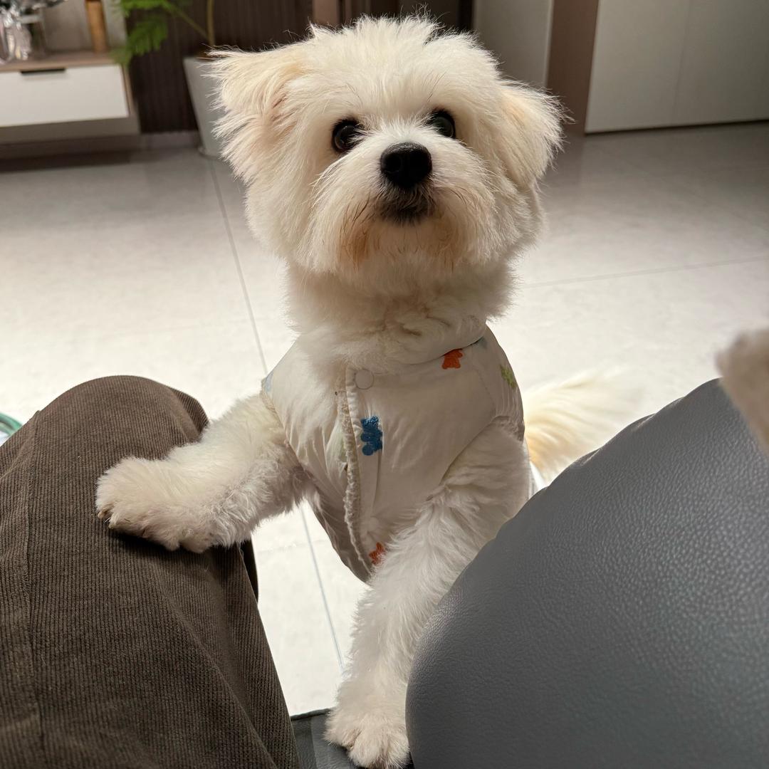 吧唧一口巧克力