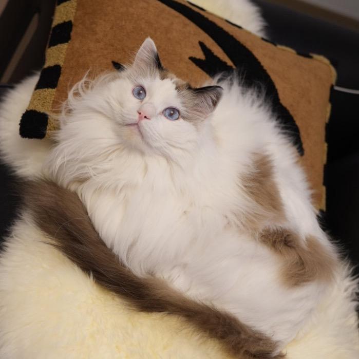 KK（给崽挣猫条版）