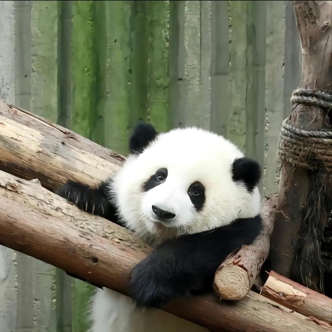 🌈刘哈哈
