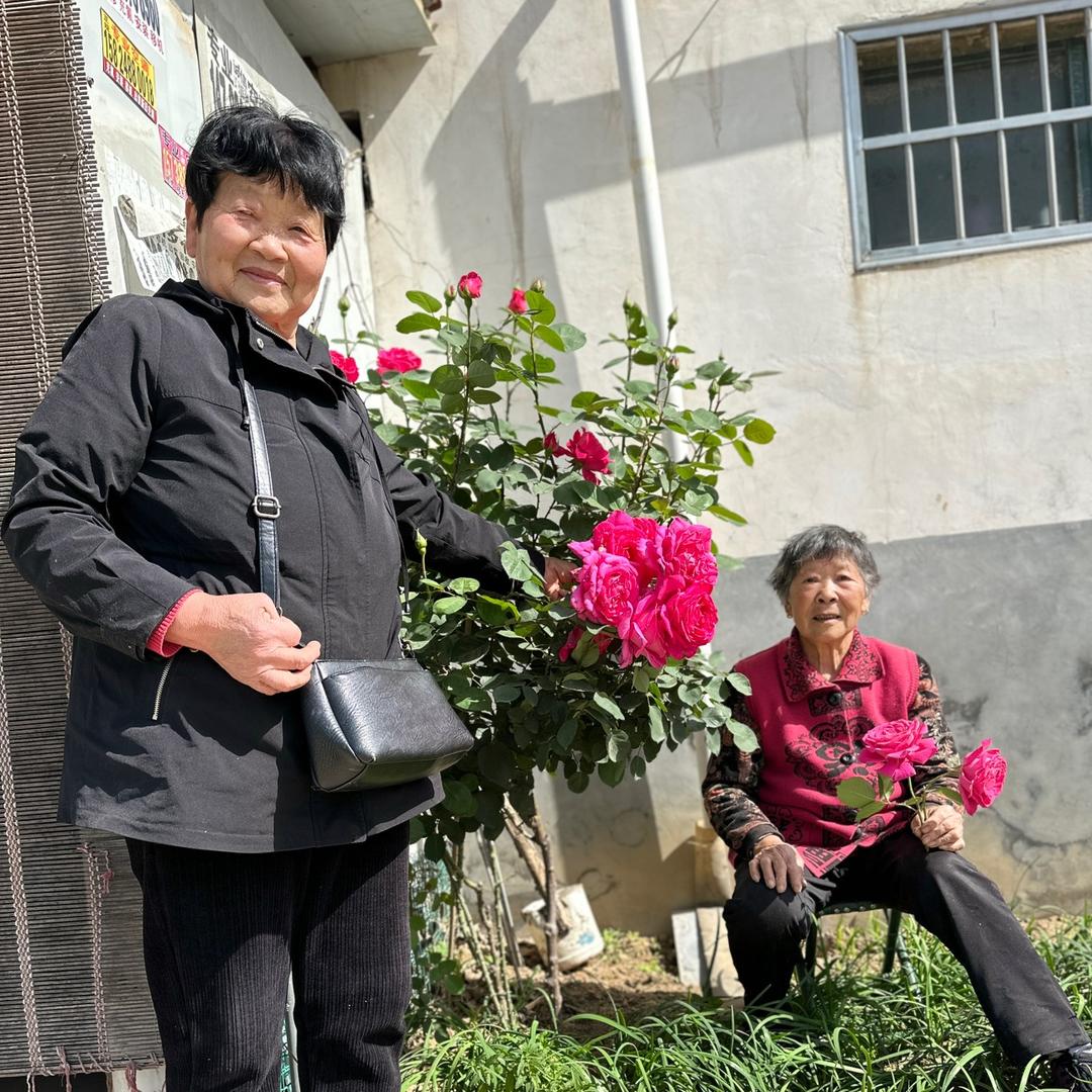 莉莉生活