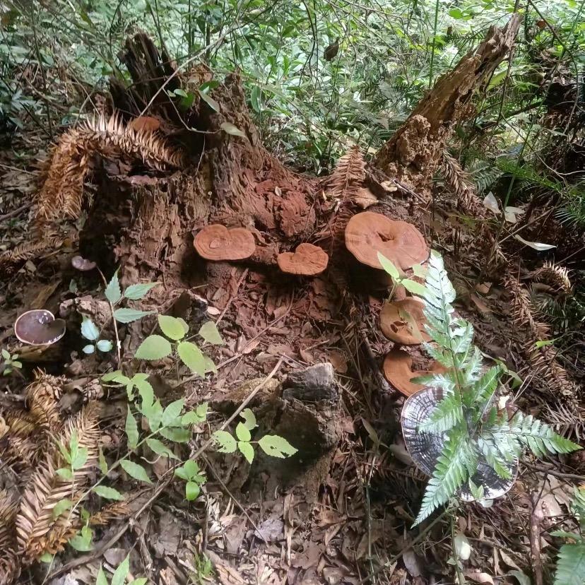 深山里的滋补呀