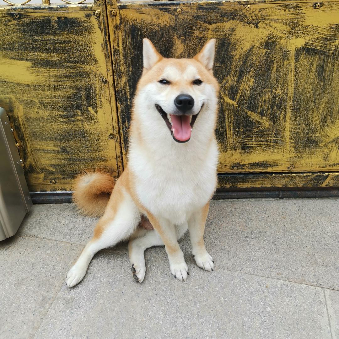柴犬金城5