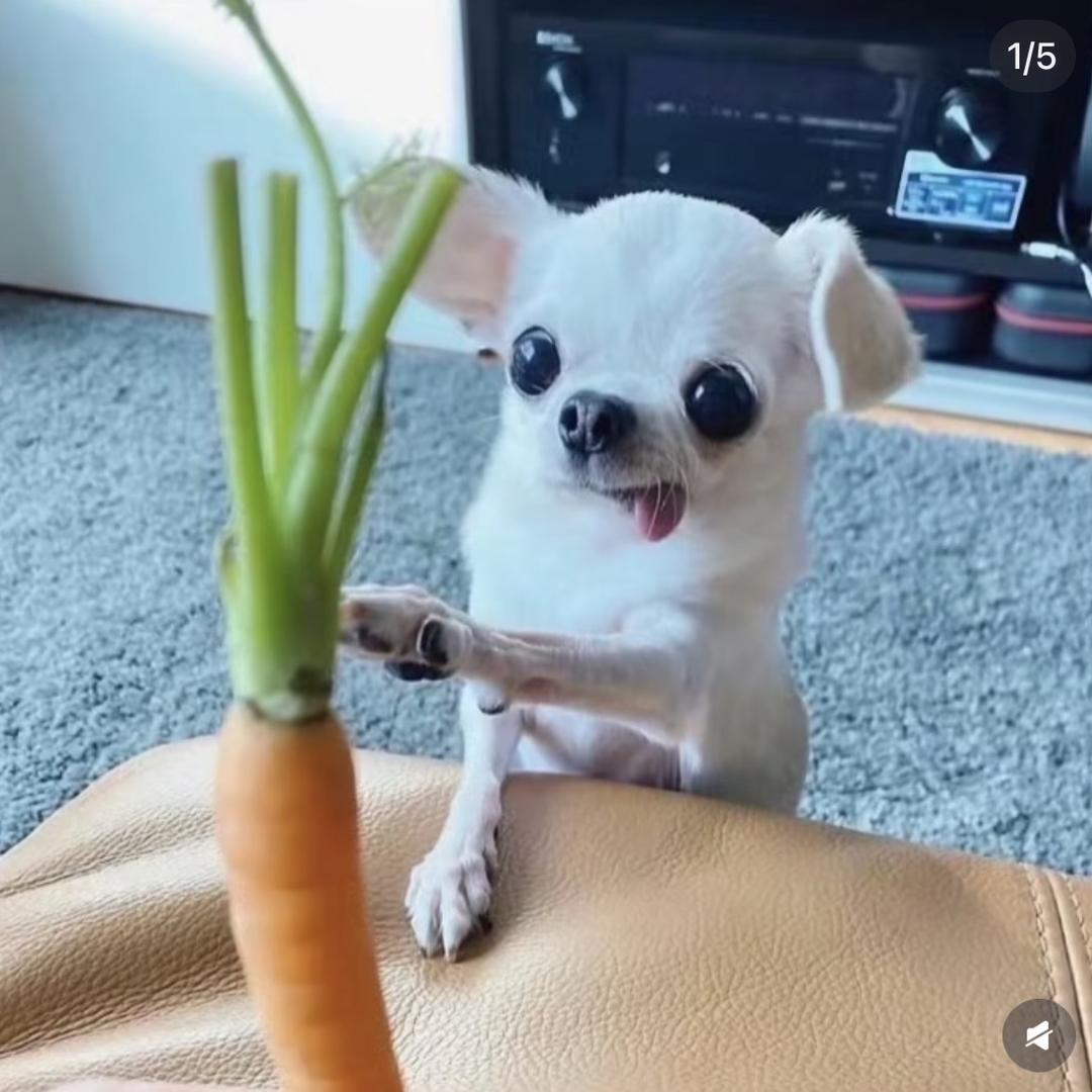 我可能是一颗土豆