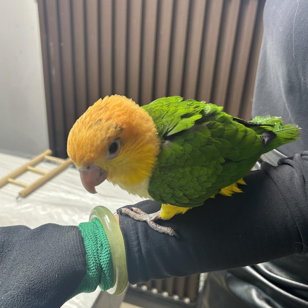 百鹦汇手养鹦鹉玄鹦