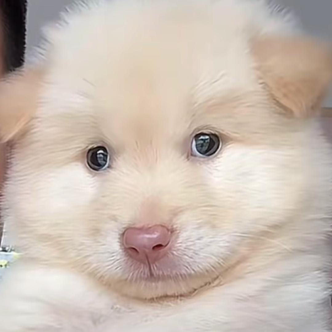 沈谕大王.