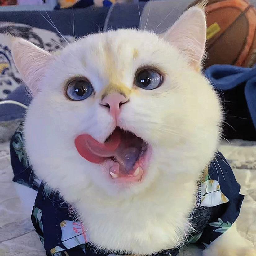 包包家族