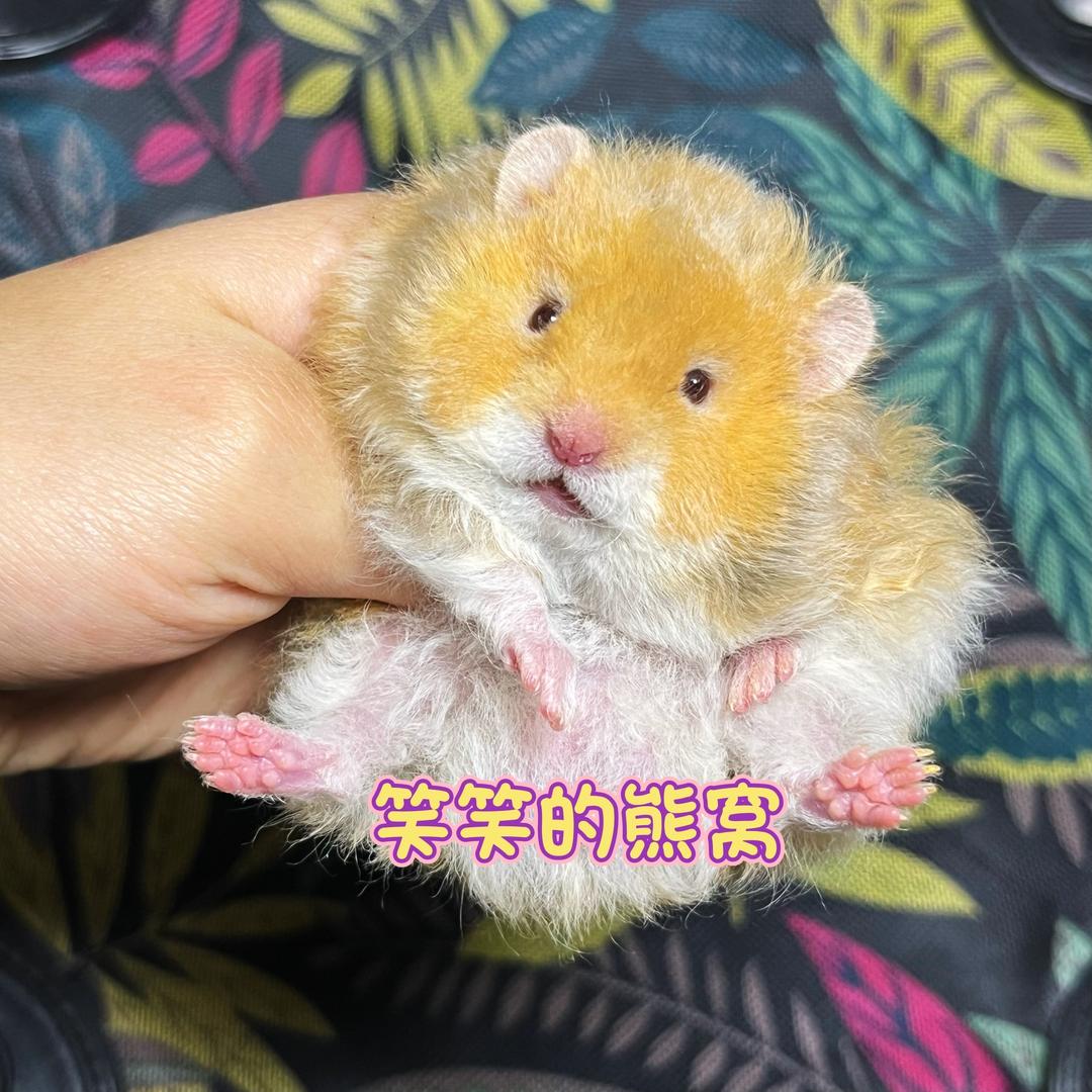 笑笑的熊窝【出熊版】