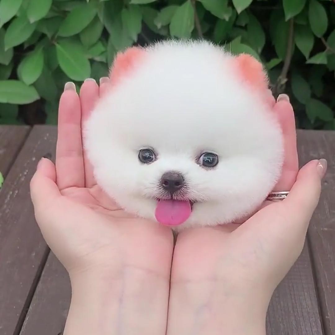 小刚宠物店