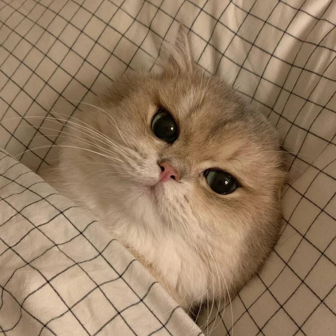 慕