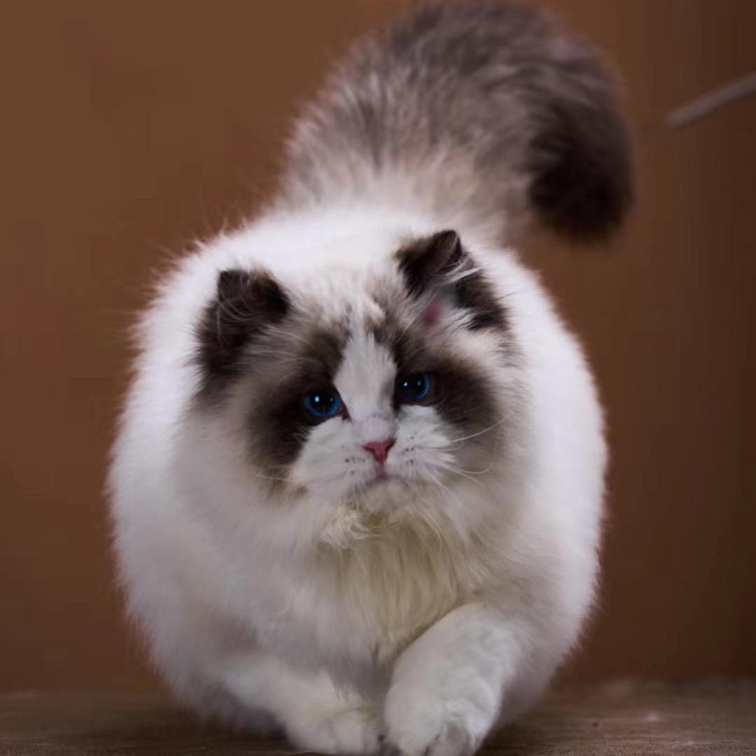 金诺布偶猫—八戒