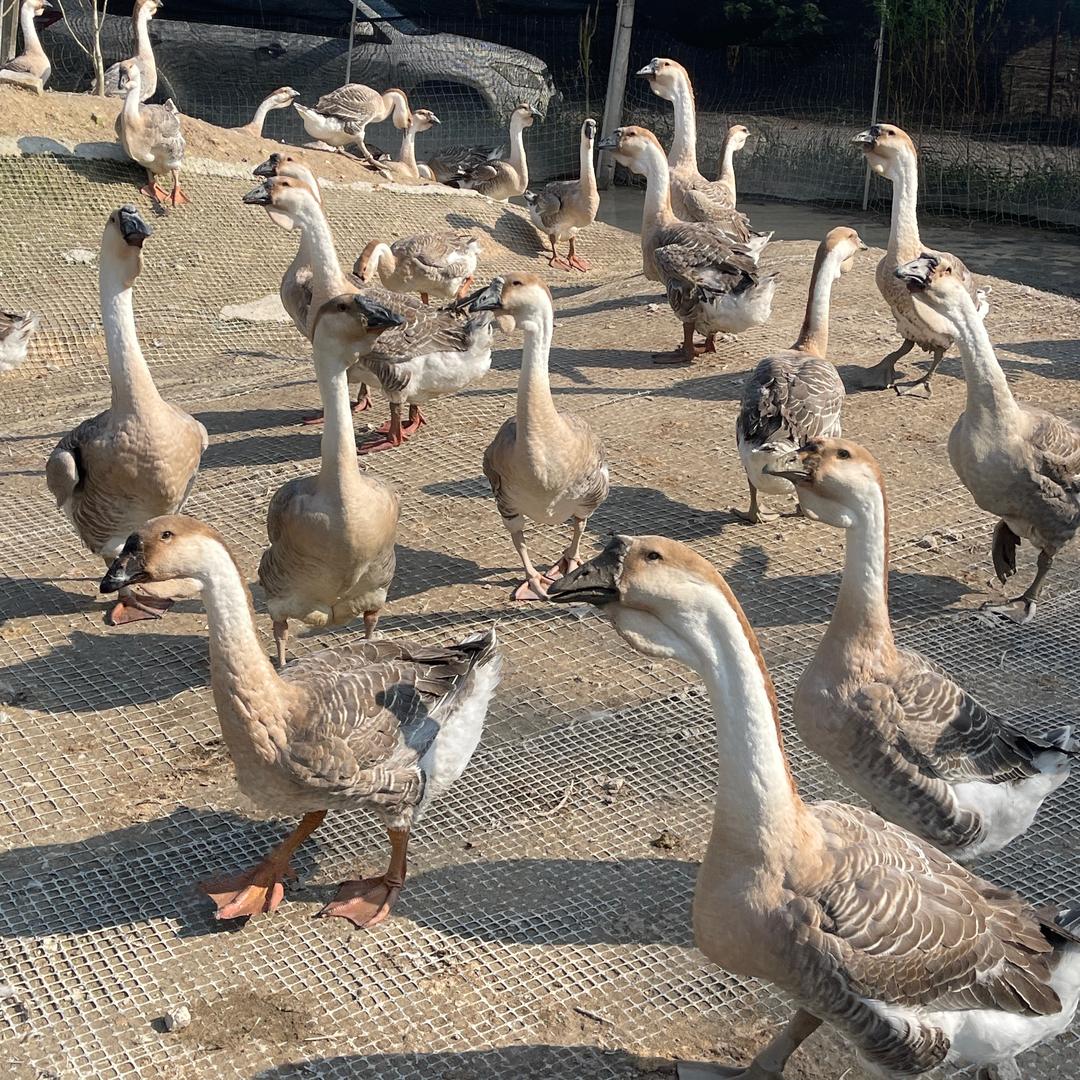 鹅超多