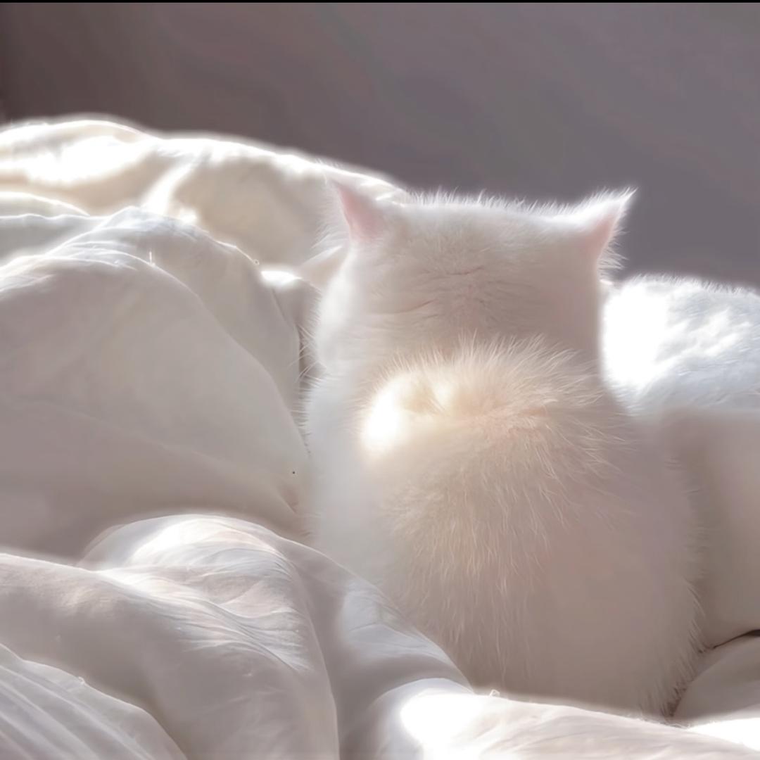 小璚宝