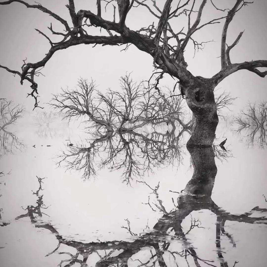 叫叔叔呀（树丫）