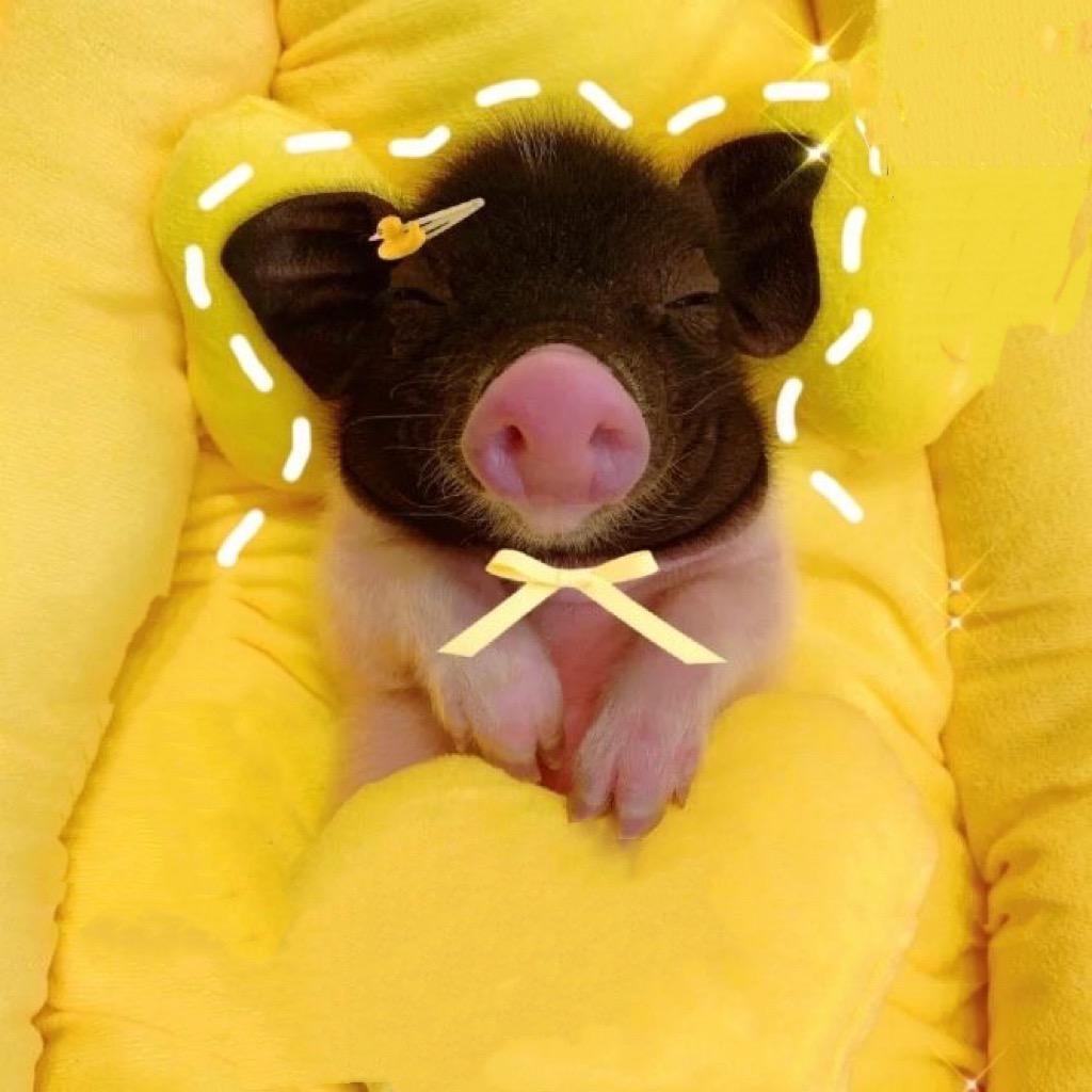 五花肉是只猪🐖