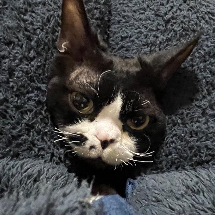 咕噜谷屋（重生拆卡版）