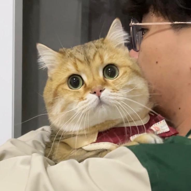 猪咪崽子