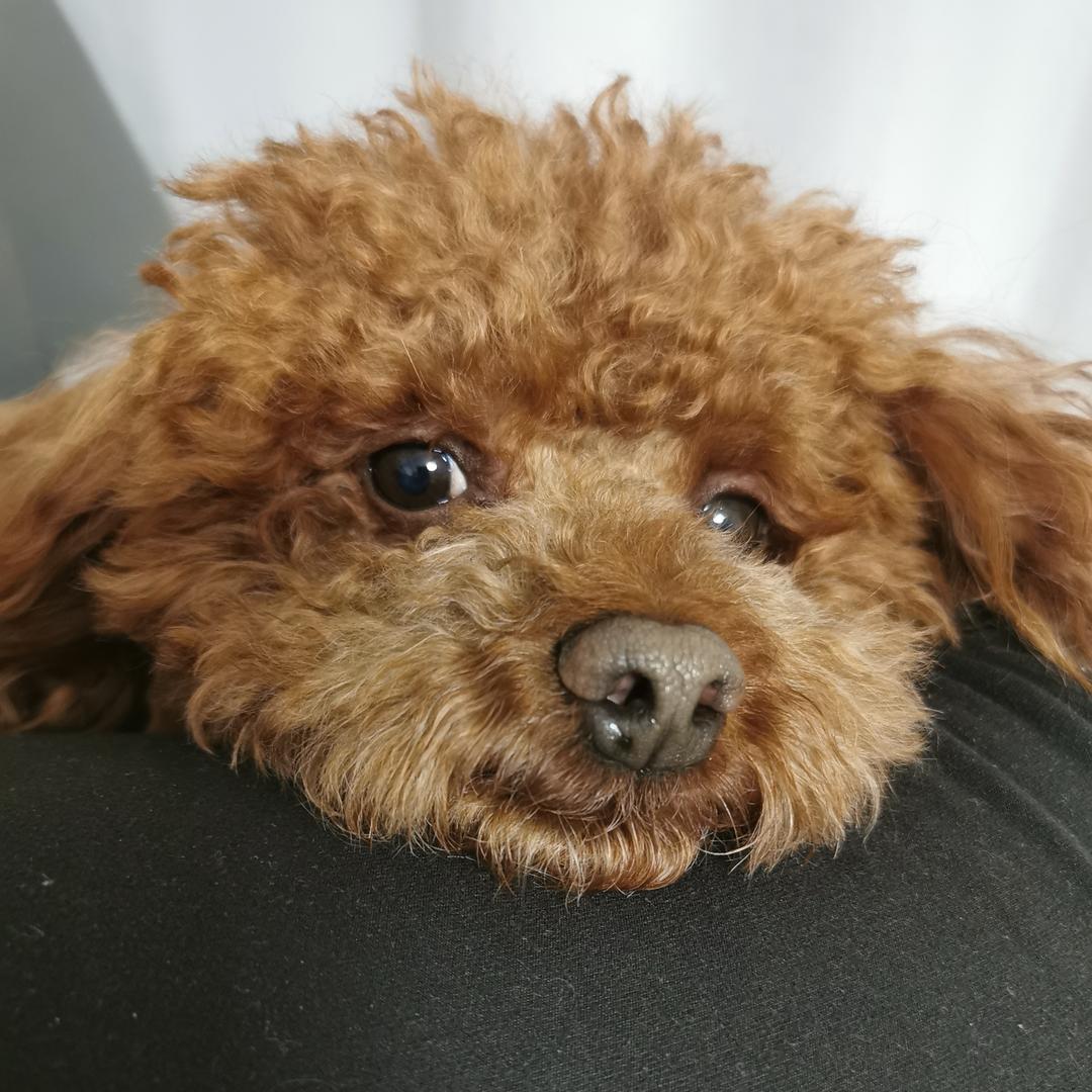 狗狗的生活