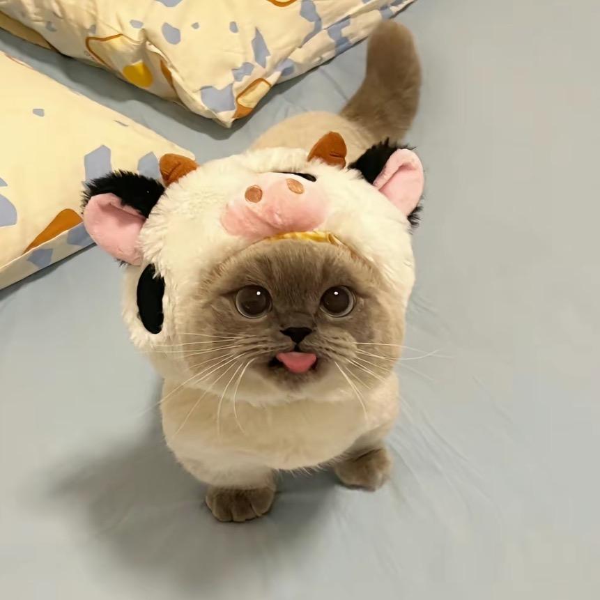 kukuddi