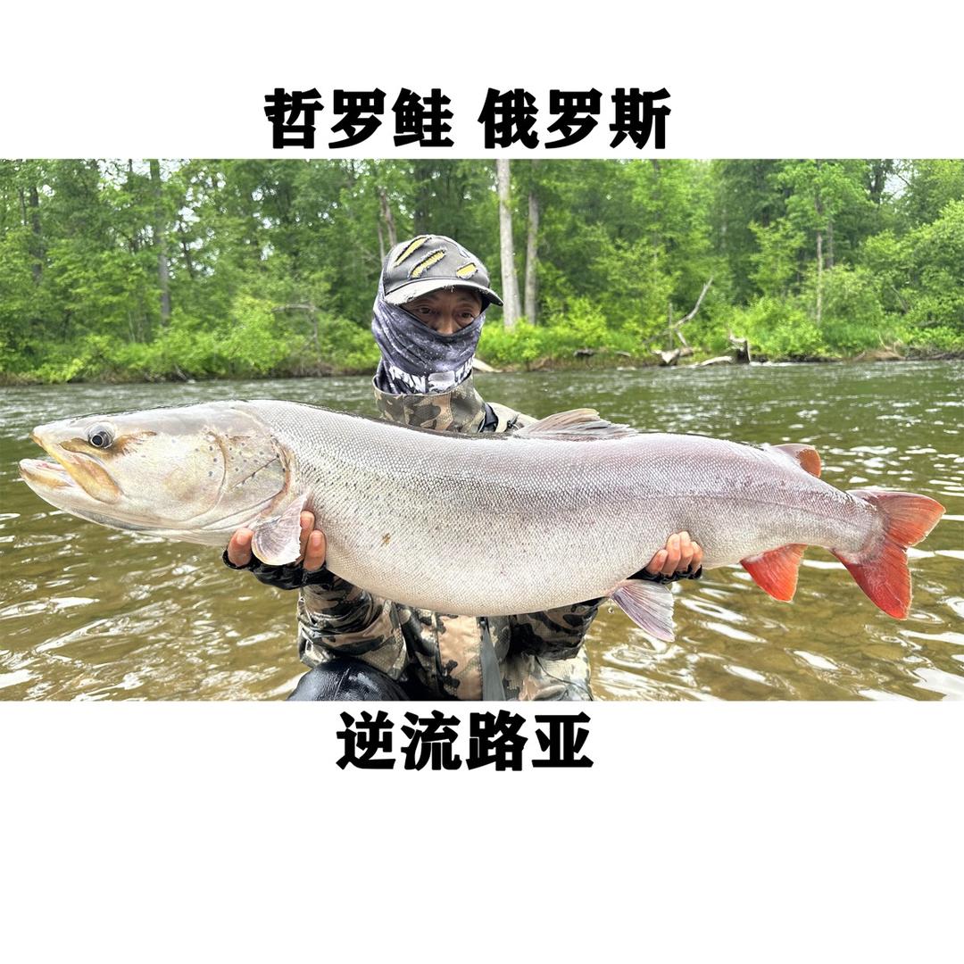 逆流的鱼(游钓中国)