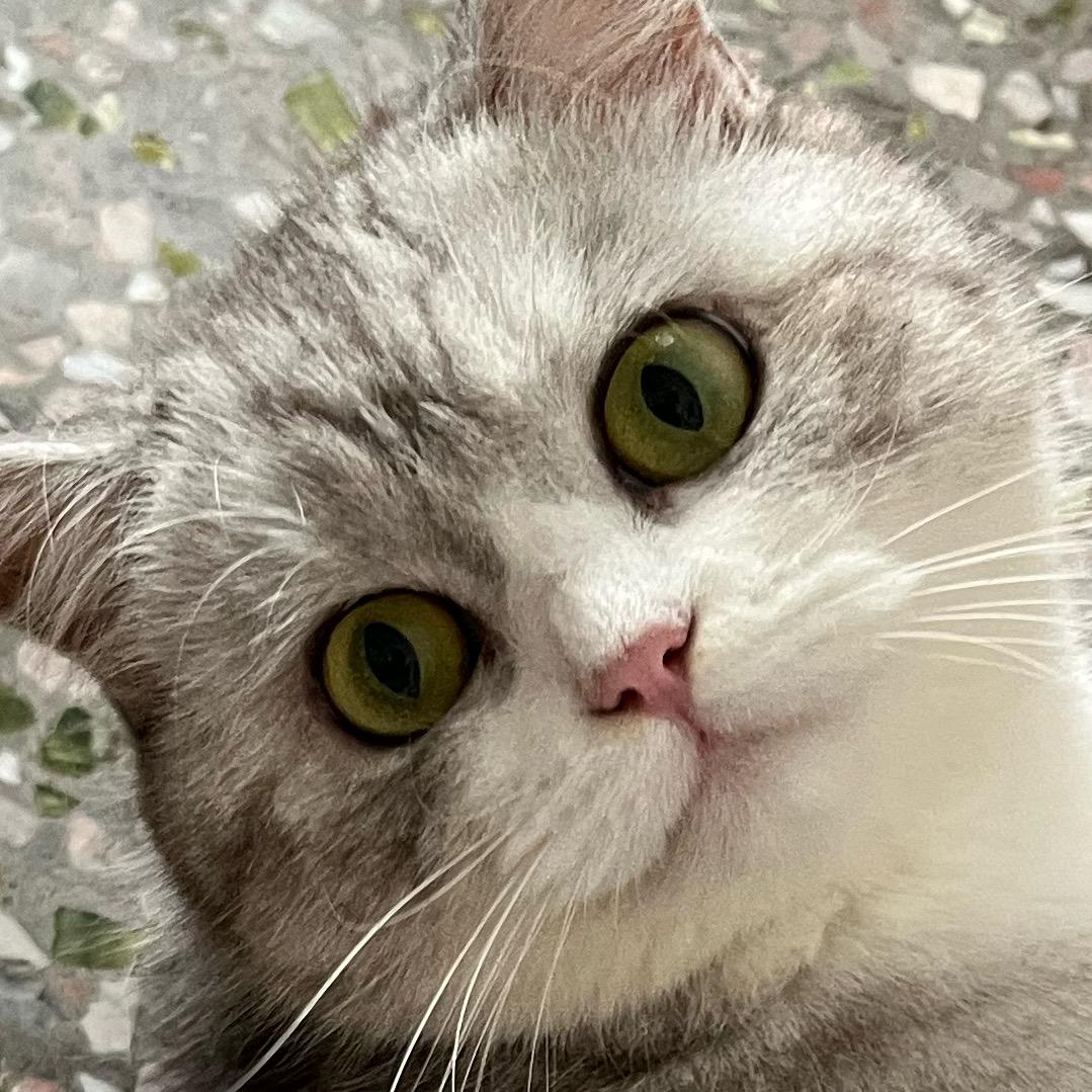 🐱棉花