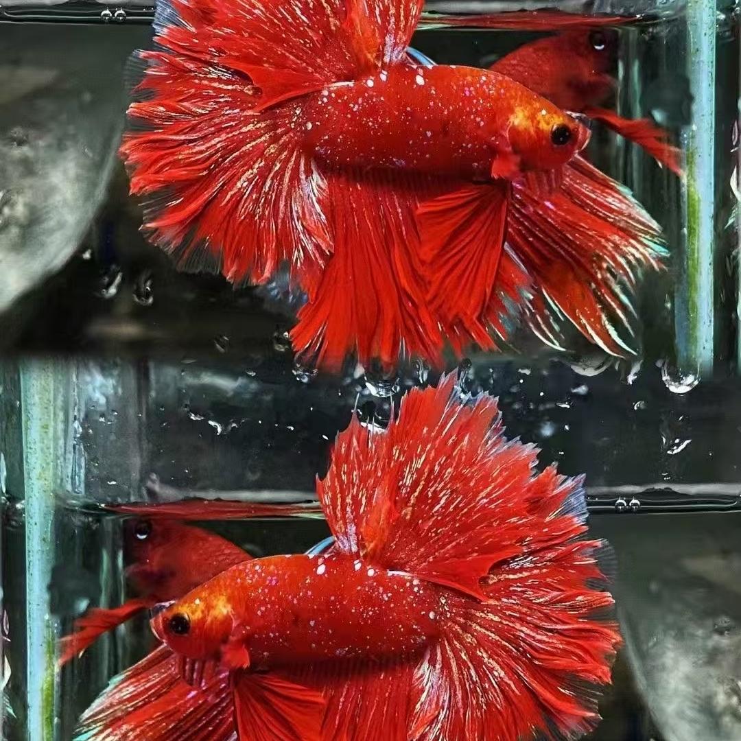 开心泰斗水族馆