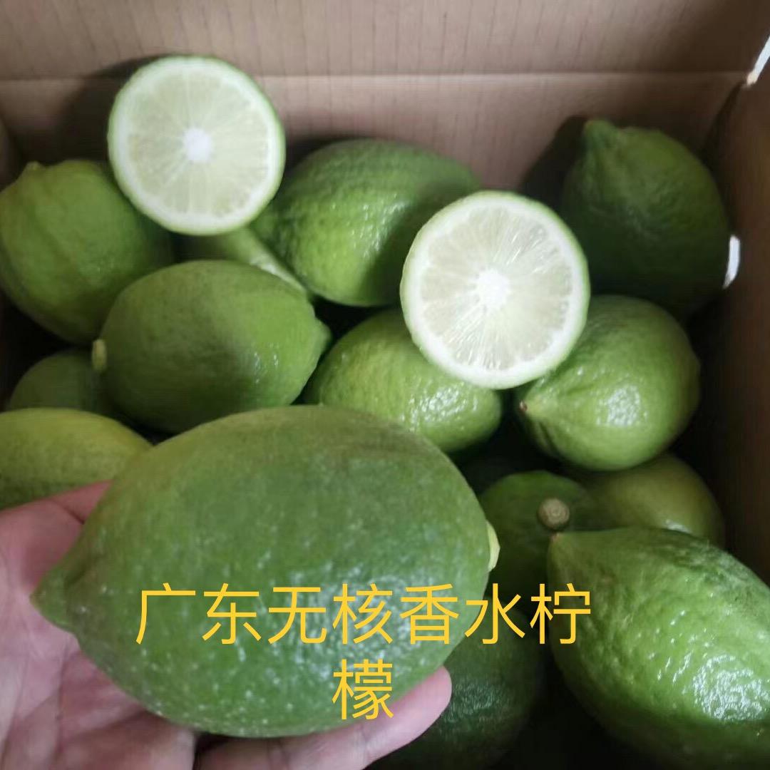 美佳盈丰恒果树苗木专卖店