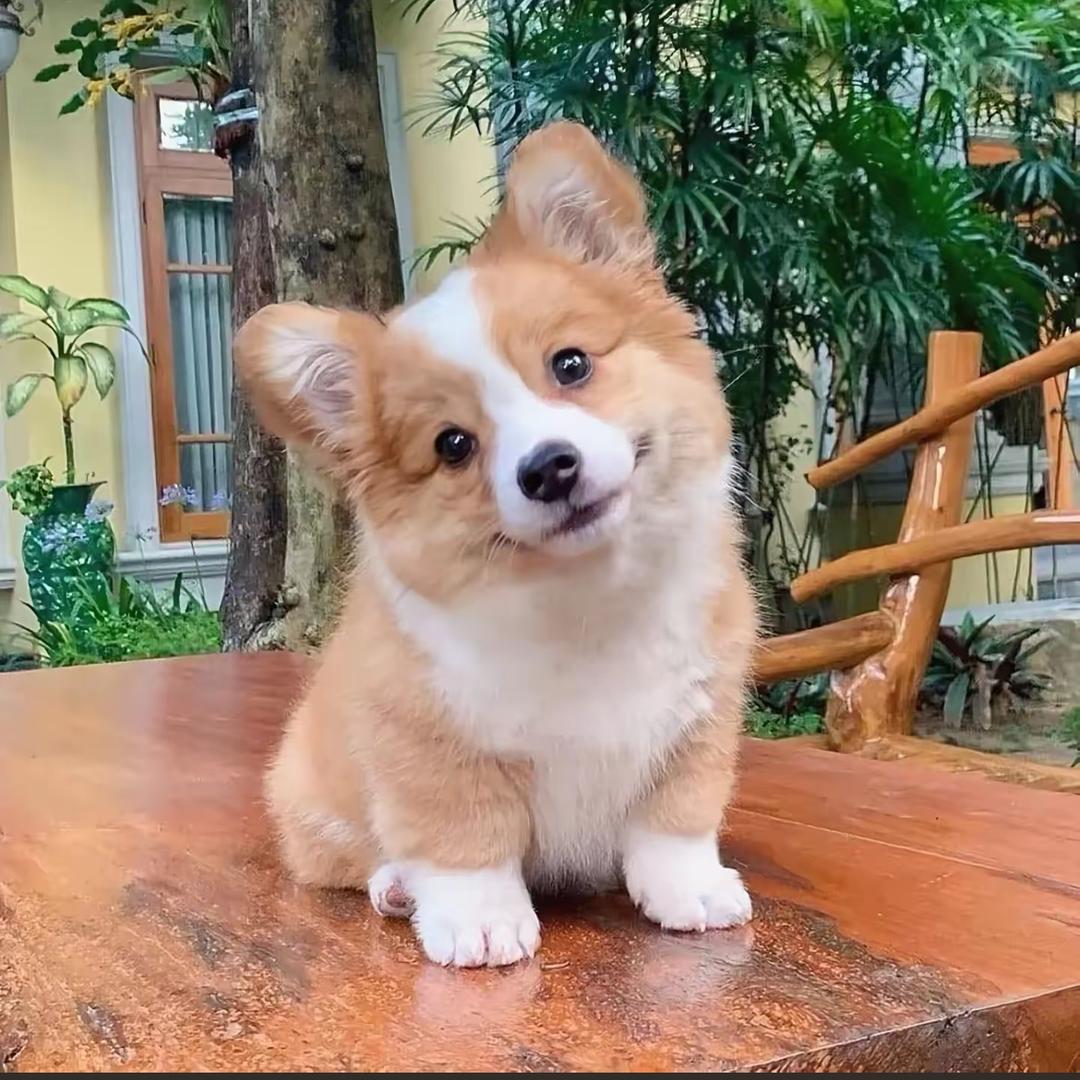 睿宠萌物小铺阿斌
