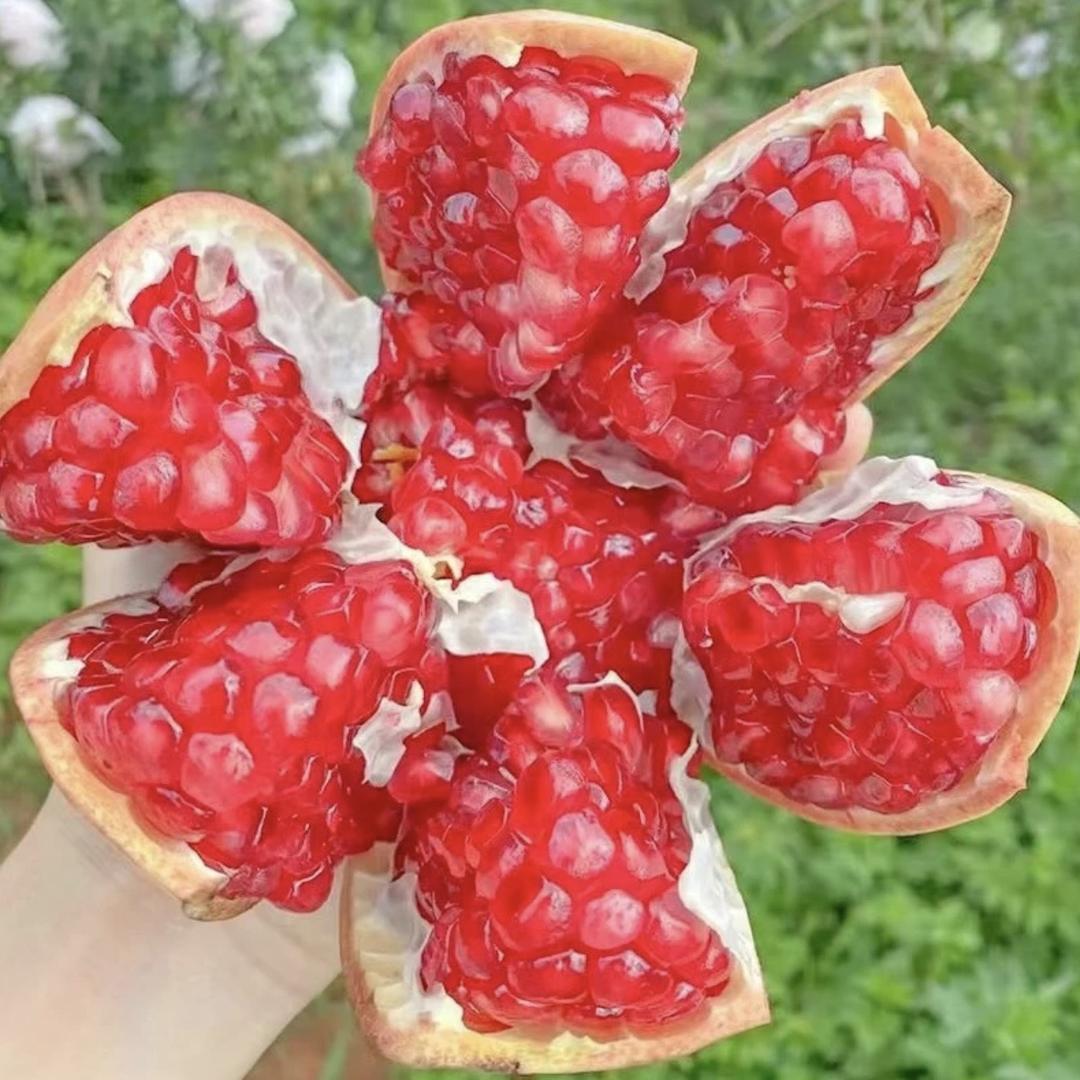 龙泉驿山泉镇水蜜桃
