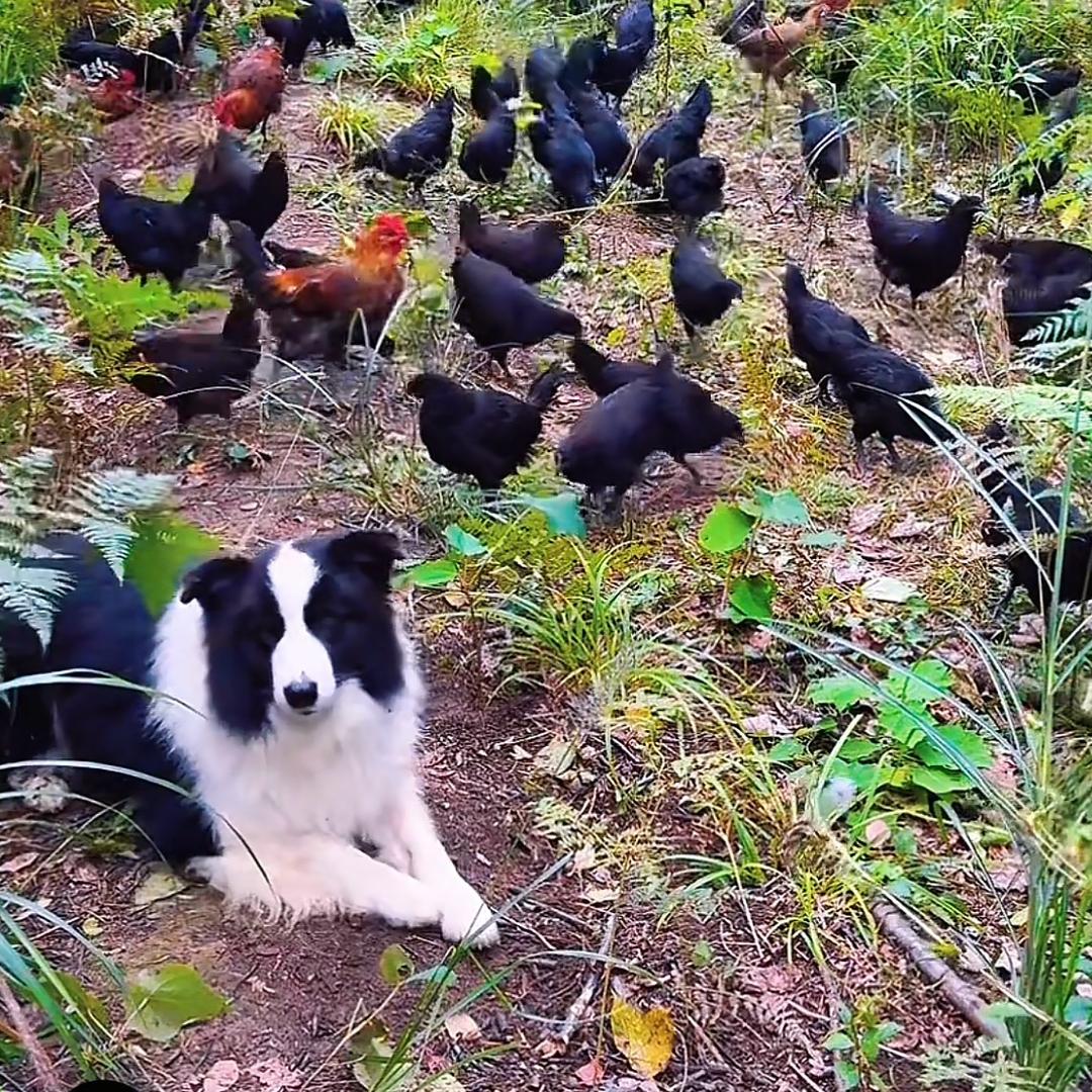 @小英的农村生活