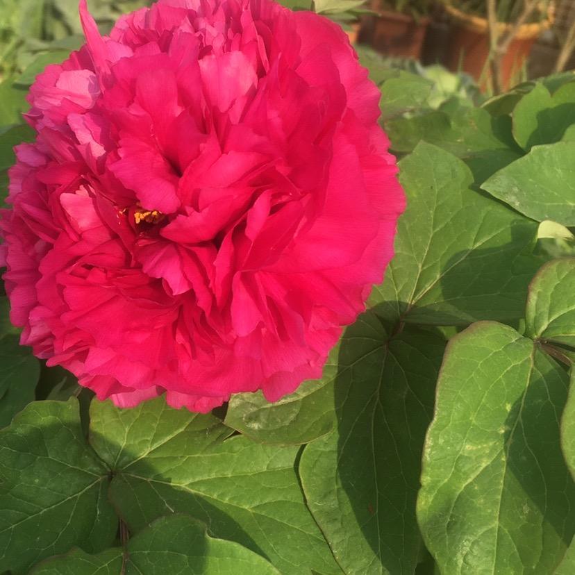 英的山花烂漫🌸