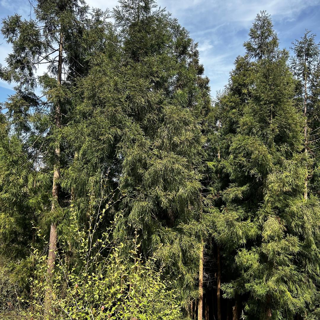 重生之想在西南躺平