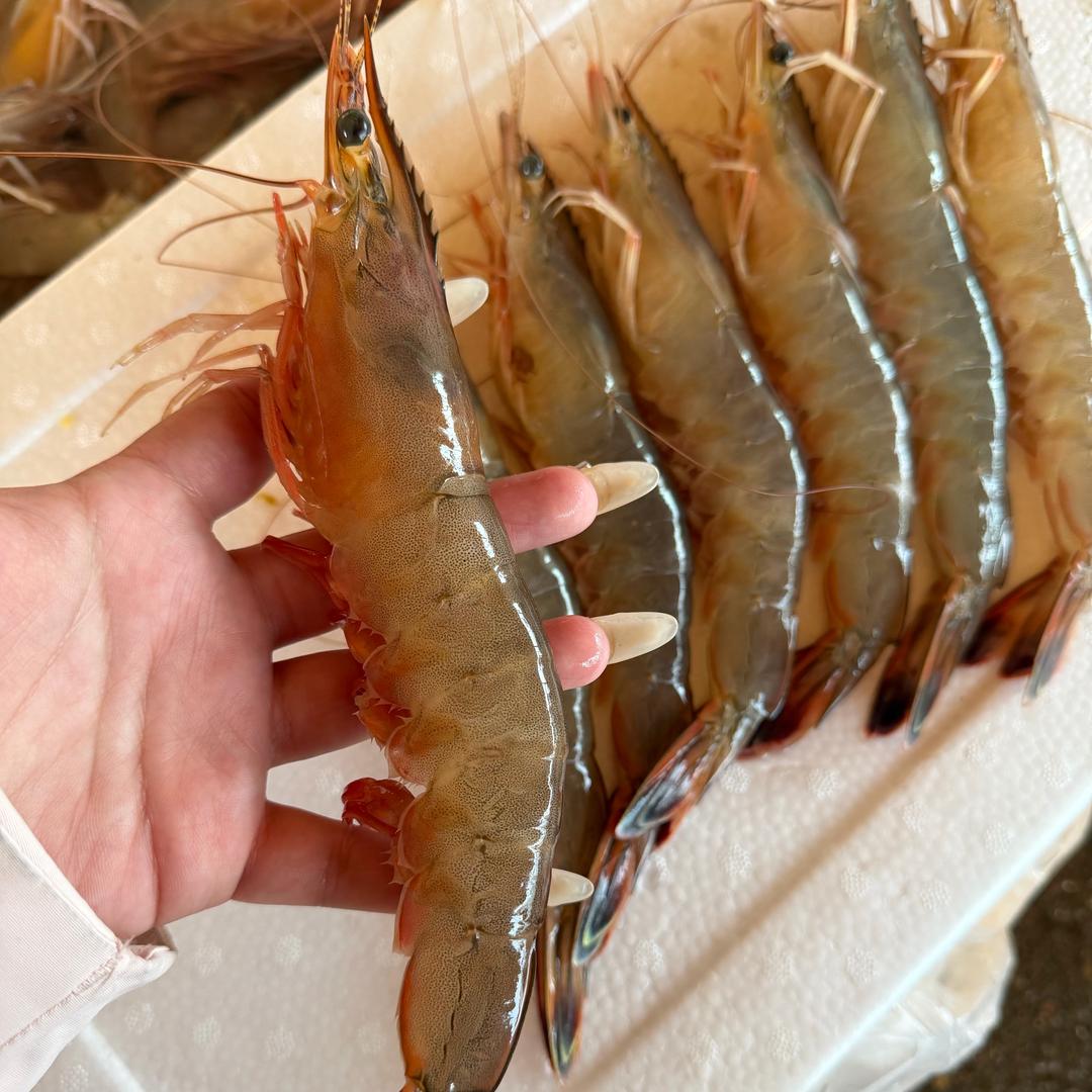 AAA威海石岛海鲜批发小鞠